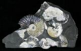 Iredescent Deshayesites Ammonites In Argyllite #22506-2